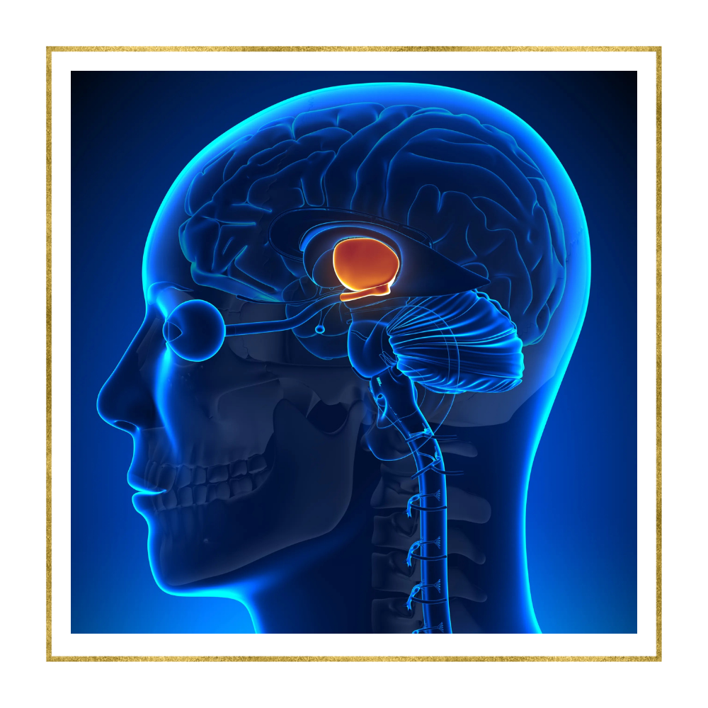 Why Support your Hypothalamus? Genesis Health Products